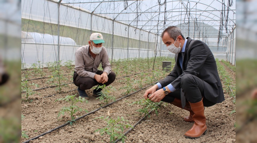 Yerli “Maniye” domatesinin ekim dönemi başladı