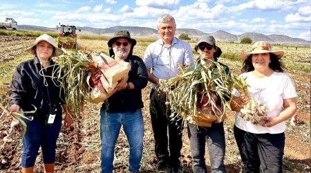 KB, sarmsakta Fusarium hastalklarna kar bilimsel zm gelitirdi