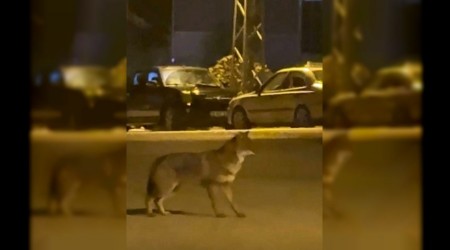 Mahallede yiyecek arayan tilki kamerada