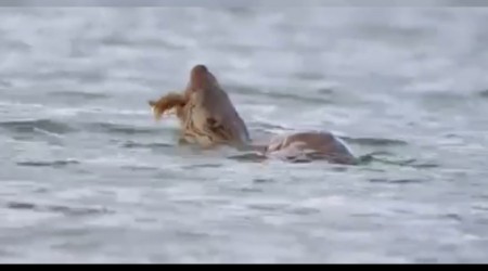 Su samuru avn yerken grntlendi