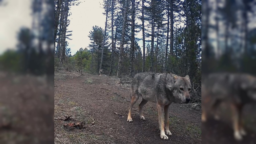 Yerle�im yerlerine inen Yaban Hayvanlar� kamerada g�r�nt�lendi