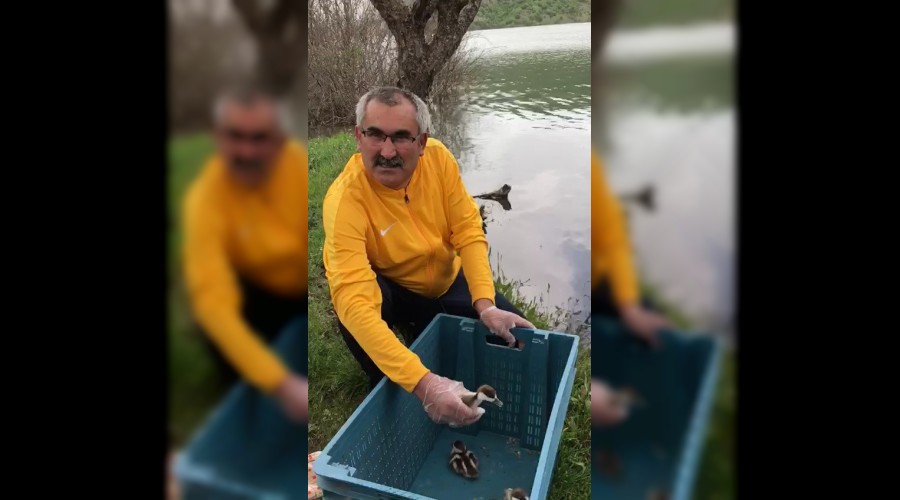 Tahliye kanalna den yaban rdei yavrularn belediye bakan kurtard