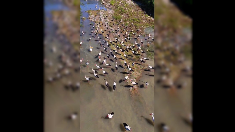Karabkte leylekler ve pelikan dronla grntlendi