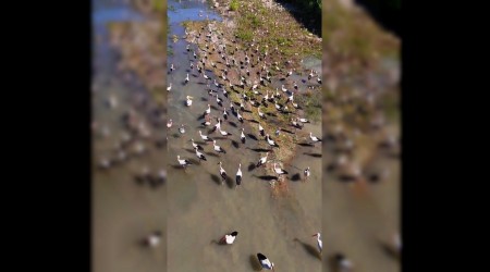Karabkte leylekler ve pelikan dronla grntlendi