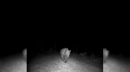 Safranbolu'da boz ay� fotokapanla g�r�nt�lendi