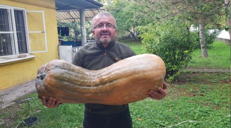 40 kilogramlk 110 santimetrelik kabak grenleri artt