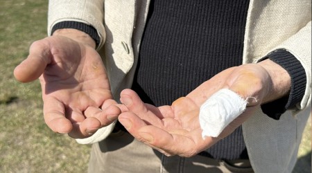 Ba��bo� Pitbull deh�eti