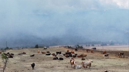 Orman yangn kye yaklat, hayvanlar gvenli alanda bekletiliyor