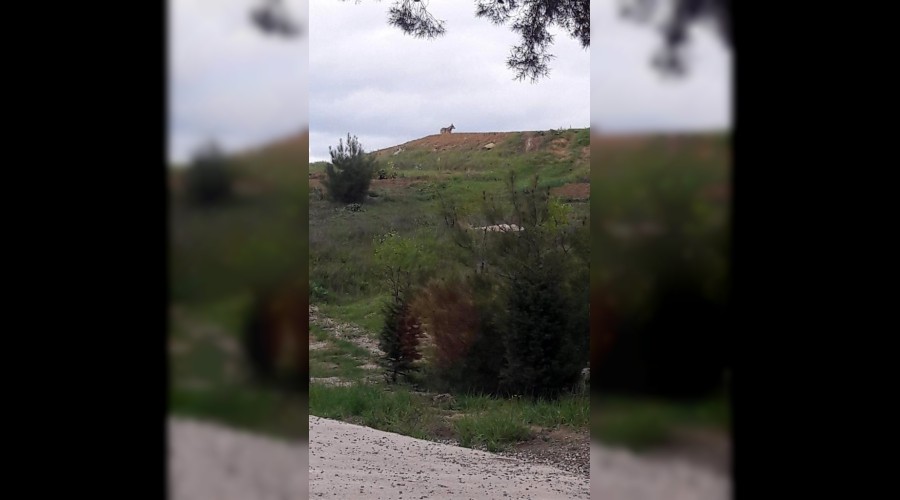 Şehir merkezine inen kurt paniğe neden oldu