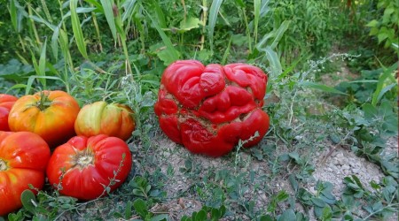 Yerli Maniye domatesi corafi iaretle tescillendi