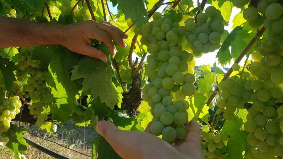 Corafi iaretli avu zm'nde hasat dnemi erken balad