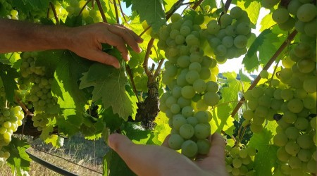 Corafi iaretli avu zm'nde hasat dnemi erken balad