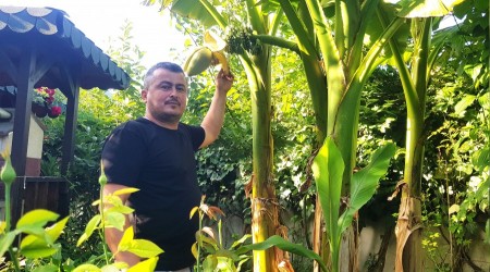 Dekoratif amacyla diktii muz aac 5 yl sonra meyve verdi