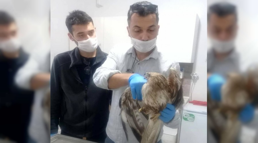 Yaralı kızıl şahin tedavi altına alındı
