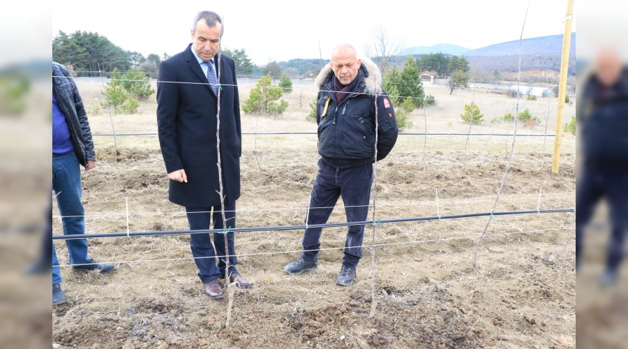 Atl vaziyetteki araziyi alp kentin en byk elma tarlasna dntrd