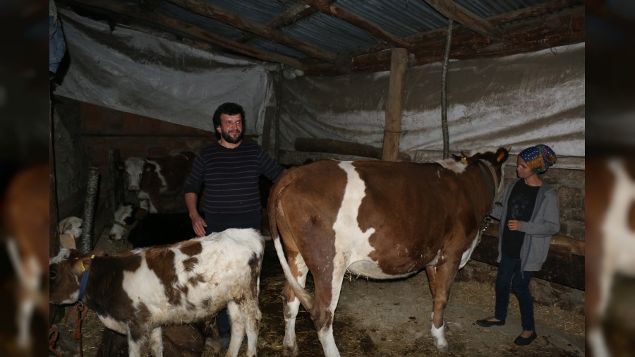 Bakas zerine grnen inekler iin soruturma balatld