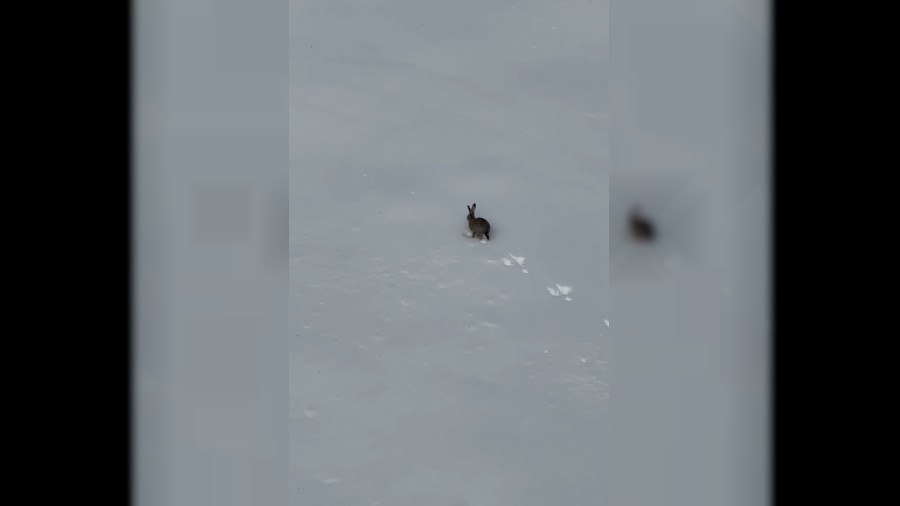 Kar �zerinde ko�an yaban tav�an� g�r�nt�lendi