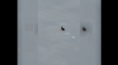 Kar �zerinde ko�an yaban tav�an� g�r�nt�lendi