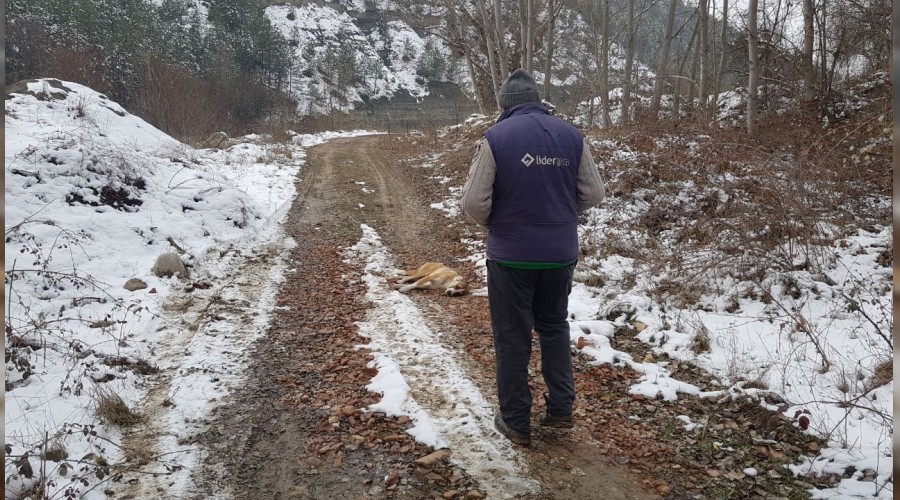 Zehirli koyun köpekleri telef etti