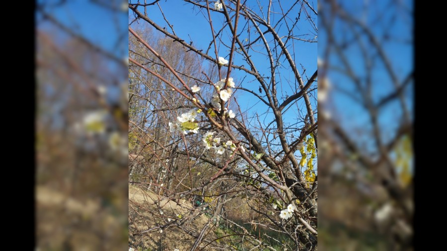 Erik aac Aralk aynda iek at