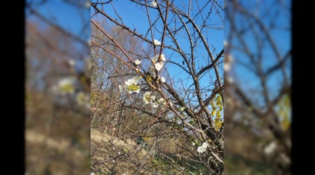 Erik aac Aralk aynda iek at