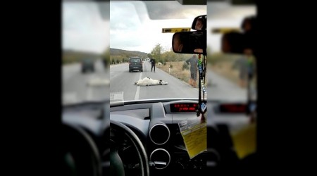 Kazada telef olduu dnlen inek bir anda canland