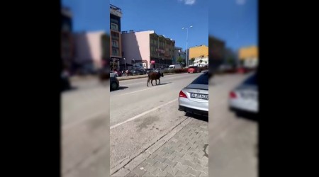 Yolda yryen nek trafii tehlikeye att