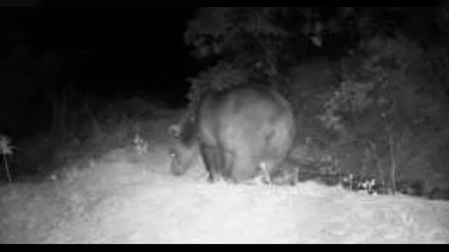 Fotokapana tak�lan yaban hayat�