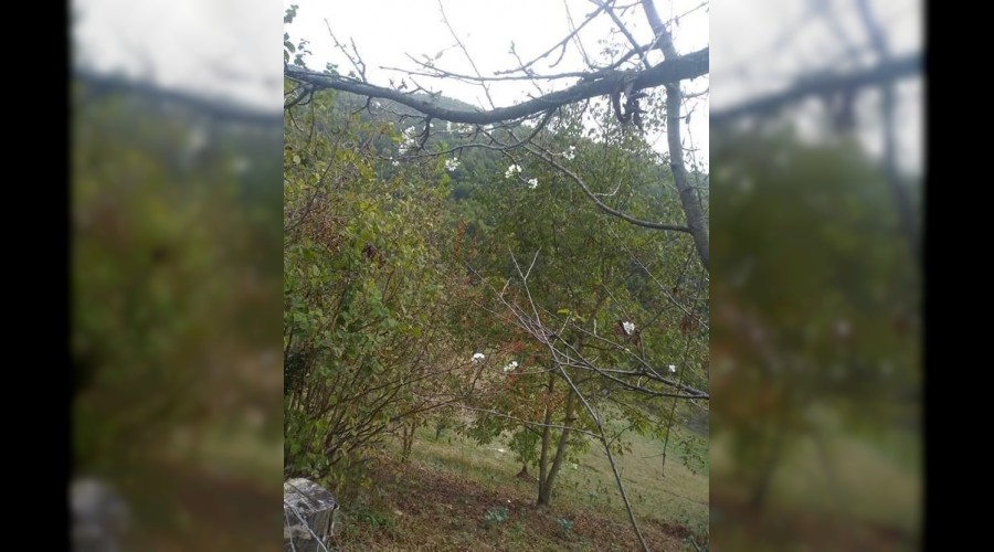 Kasım ayında kirazlar çiçek açtı