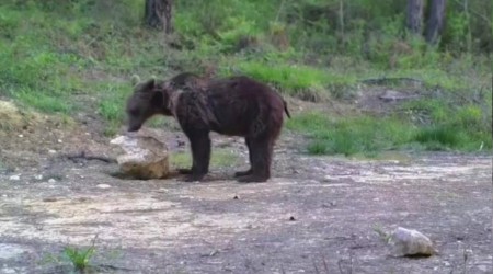 Yiyecek arayan yaban hayvanlar fotokapanla grntlendi
