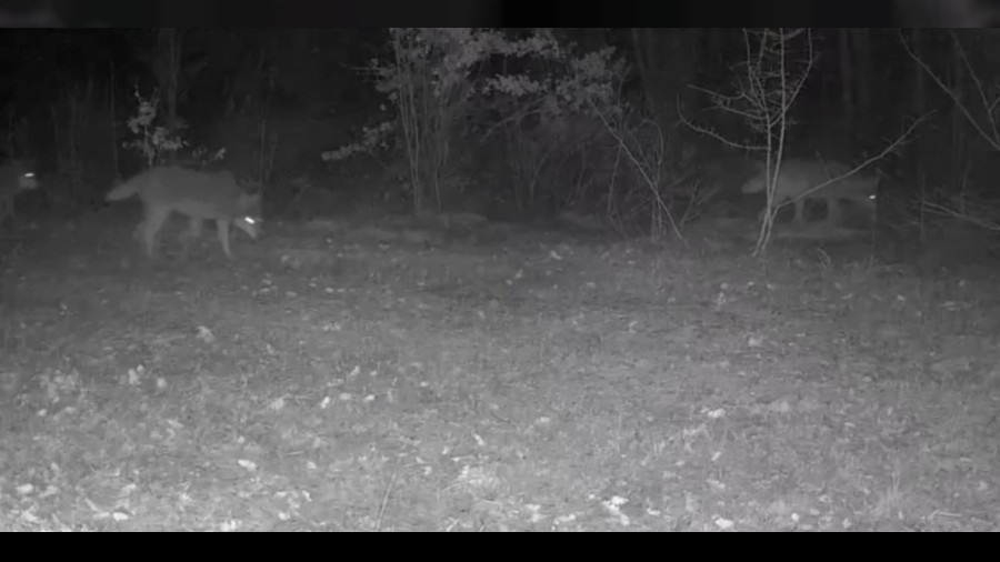 Yiyecek arayan yaban hayvanlar� fotokapanla g�r�nt�lendi