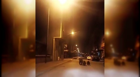 Anne ay ve yavrular ile merkezine indi