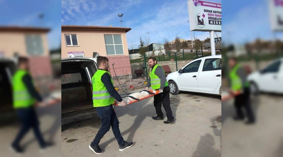 Hayvan barınağı modern haline kavuştu