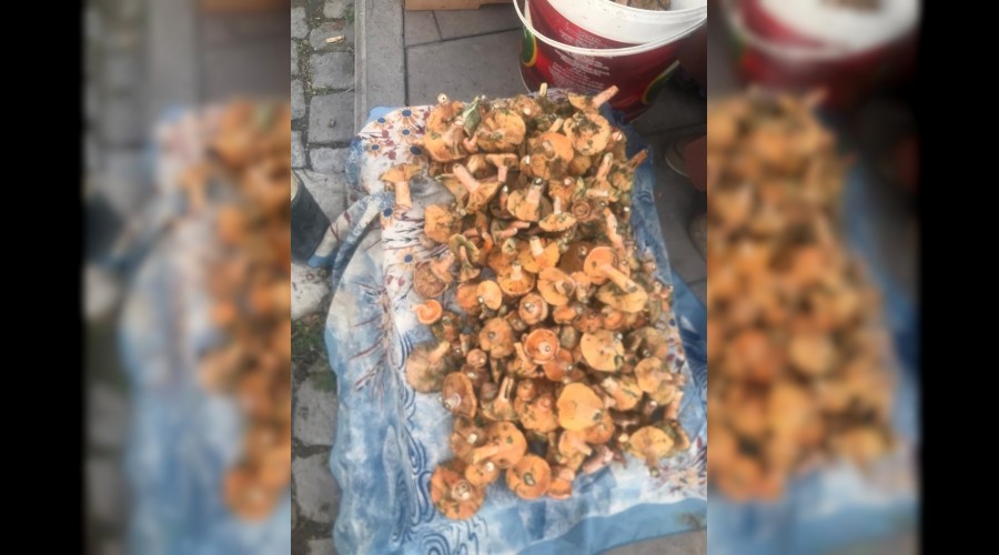 Kanlca Mantar el yakyor ; kilosu 50tl