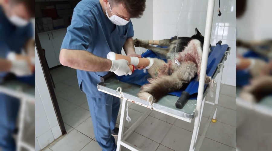 Kazada yaralanan kpek tedavi altna alnd