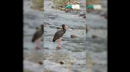 Trkiye'de nadir grlen kara leylek Karabk'te grld