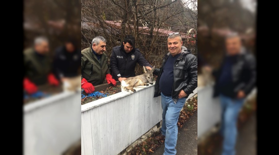 Yaral yavru karaca tedavi altna alnd