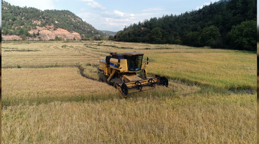 "eltik hasad"nda hedef 350 ton