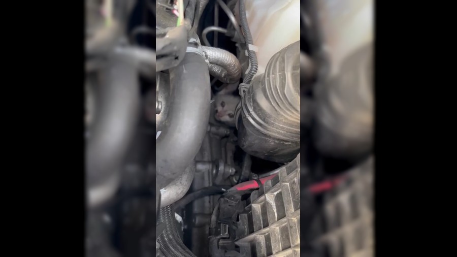 Otomobilin motoruna skan yavru kedi kurtarld