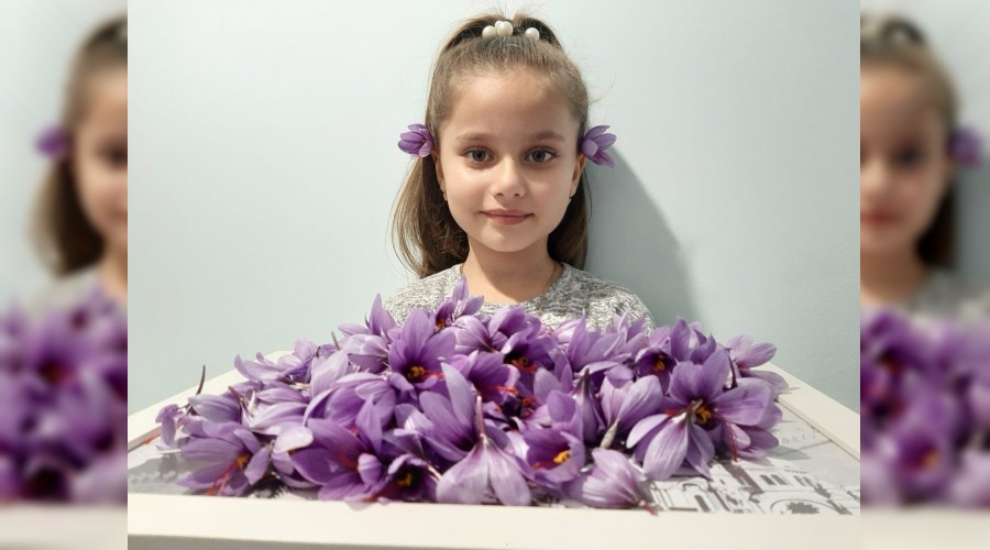 Safran bitkisi Gagauzya'da