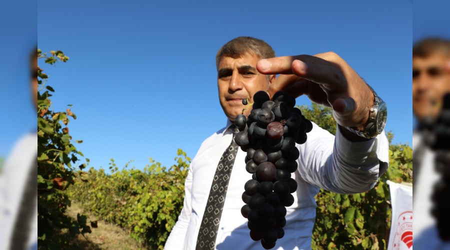 "Safranbolu avu zm"ne corafi iaret