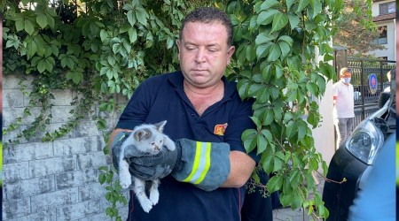 Yavru kedi skt yerden telefon sesi ile kurtarld