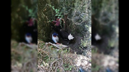 3 metre derinliindeki kuyuya den danay itfaiye ekipleri kurtard