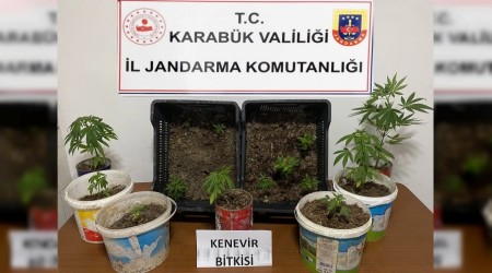 Karabk'te iki evde 14 kk kenevir ele geirildi