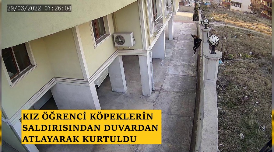 Kz renci kpeklerin saldrsndan duvardan atlayarak kurtuldu