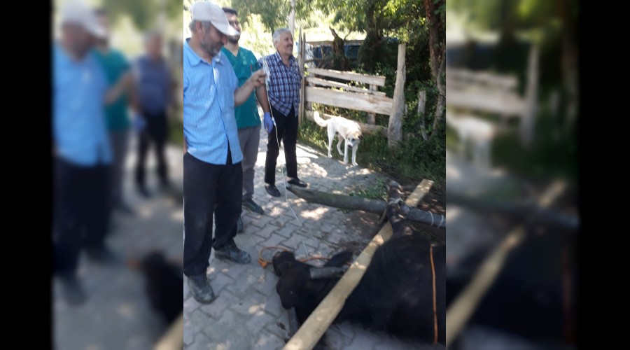 Kaybolan mandalarn zehirlenmi olarak buldular 