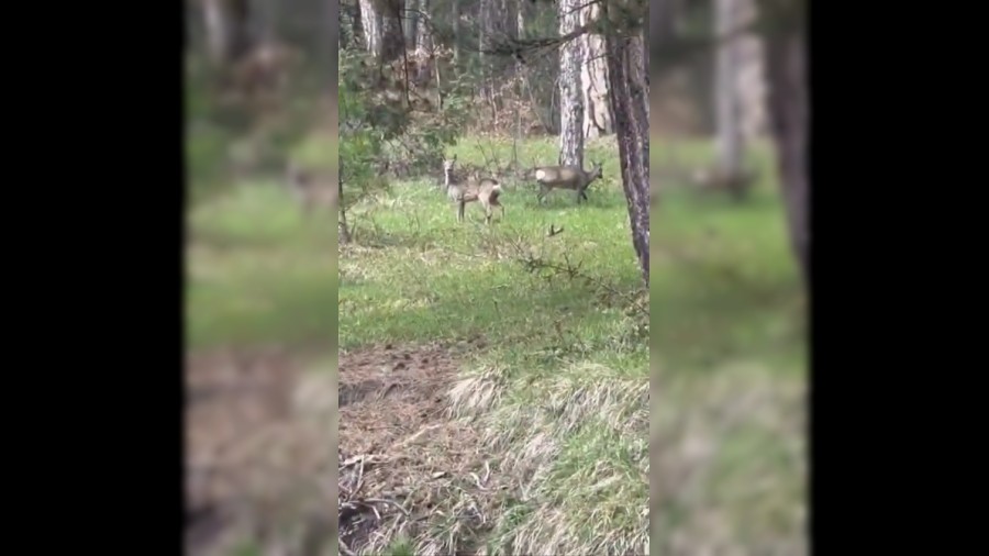 Ormanl�k alandaki karacalar b�yle g�r�nt�lendi