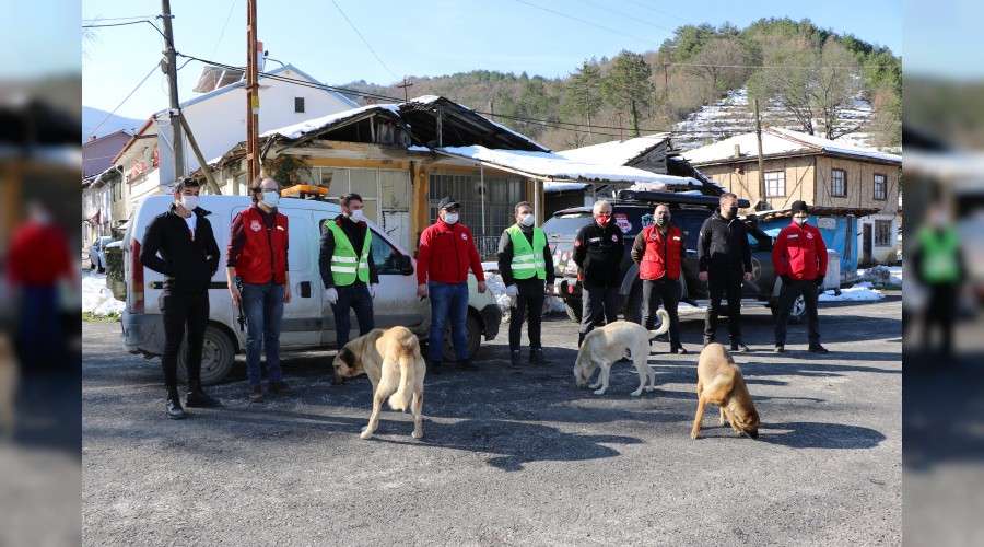 Covid-19 sokak hayvanlarını da etkiledi
