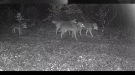 Ovack'taki yaban hayat kamerada