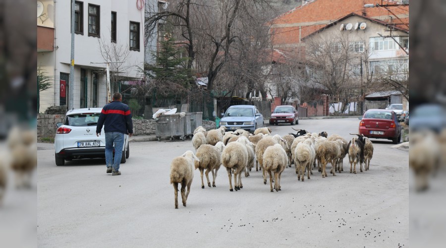 Evin nnden kaan koyunlar karayoluna indi